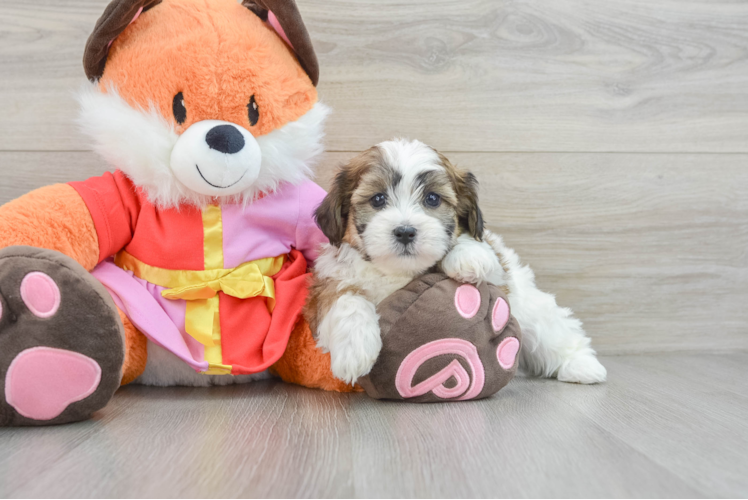 Meet Watson - our Teddy Bear Puppy Photo 1/3 - Puppy Love PR Energetic Shi Chon Designer Puppy