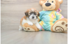 Teddy Bear Pup Being Cute