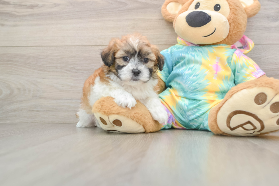 Teddy Bear Pup Being Cute