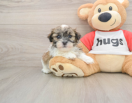 5 week old Teddy Bear Puppy For Sale - Puppy Love PR