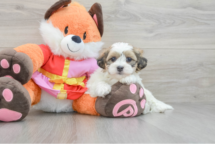 Meet Wesley - our Teddy Bear Puppy Photo 1/3 - Puppy Love PR Teddy Bear Pup Being Cute