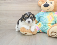 7 week old Teddy Bear Puppy For Sale - Puppy Love PR