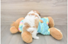 Teddy Bear Pup Being Cute