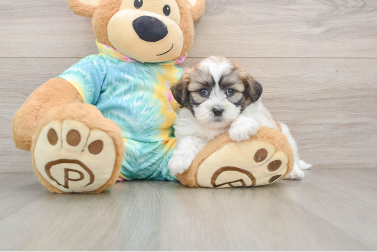 Teddy Bear Puppy for Adoption