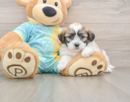 8 week old Teddy Bear Puppy For Sale - Puppy Love PR