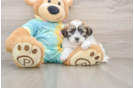 Teddy Bear Puppy for Adoption