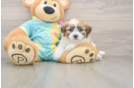Teddy Bear Pup Being Cute