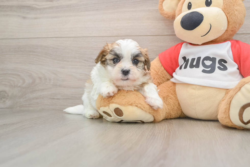 Teddy Bear Pup Being Cute