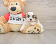6 week old Teddy Bear Puppy For Sale - Puppy Love PR