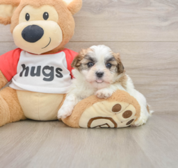 6 week old Teddy Bear Puppy For Sale - Puppy Love PR