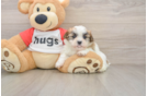 Teddy Bear Puppy for Adoption