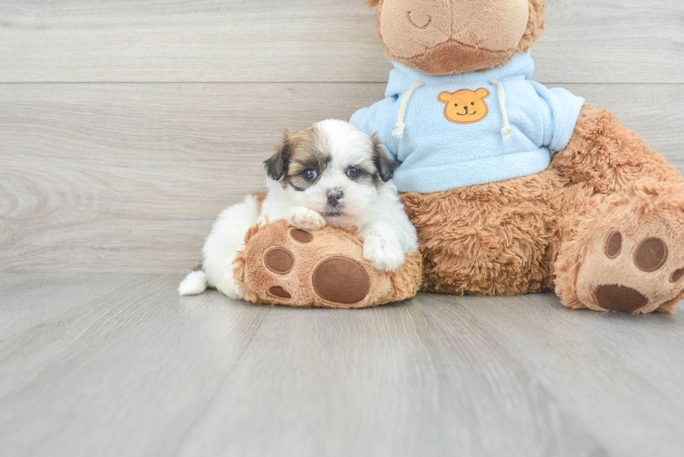 Smart Teddy Bear Designer Pup