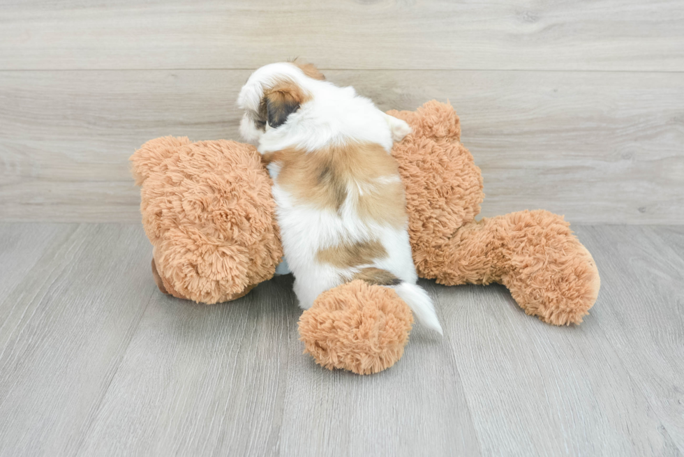 Funny Teddy Bear Designer Pup