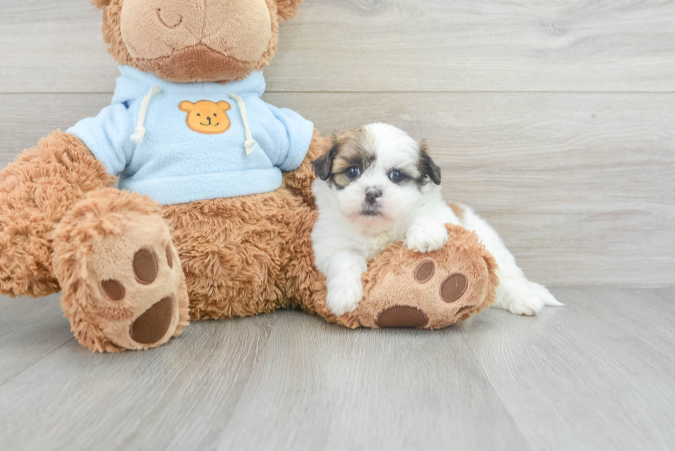 Teddy Bear Puppy for Adoption