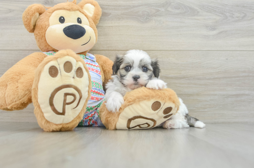 6 week old Teddy Bear Puppy For Sale - Puppy Love PR