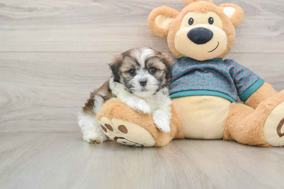 Cute Teddy Bear Baby