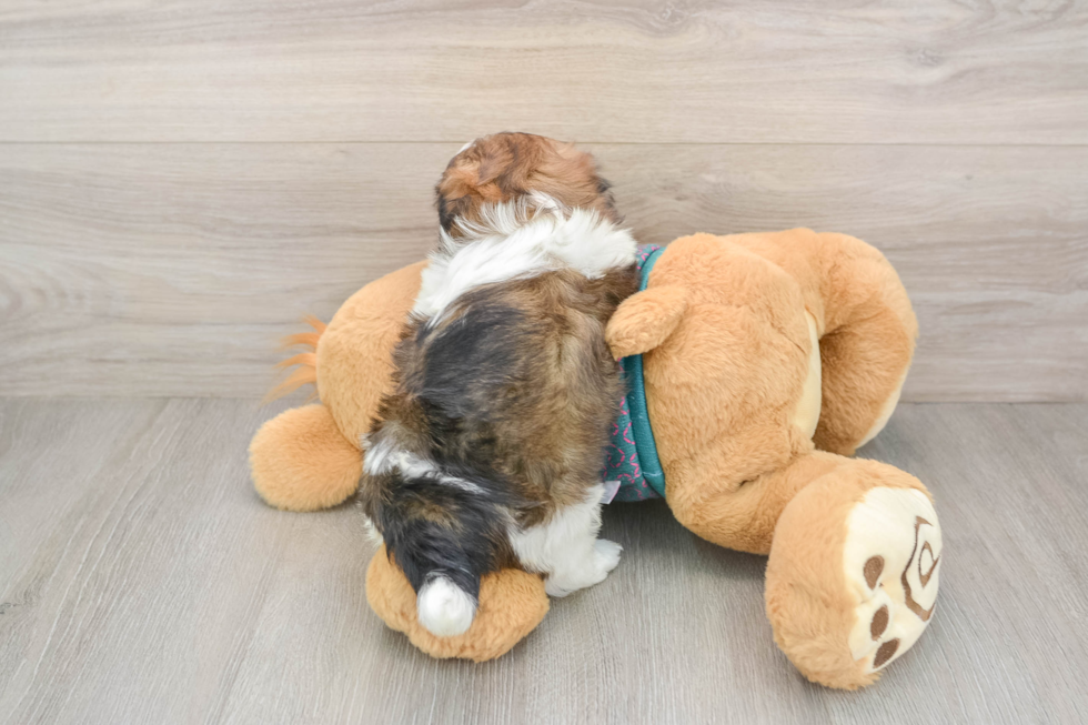 Teddy Bear Pup Being Cute