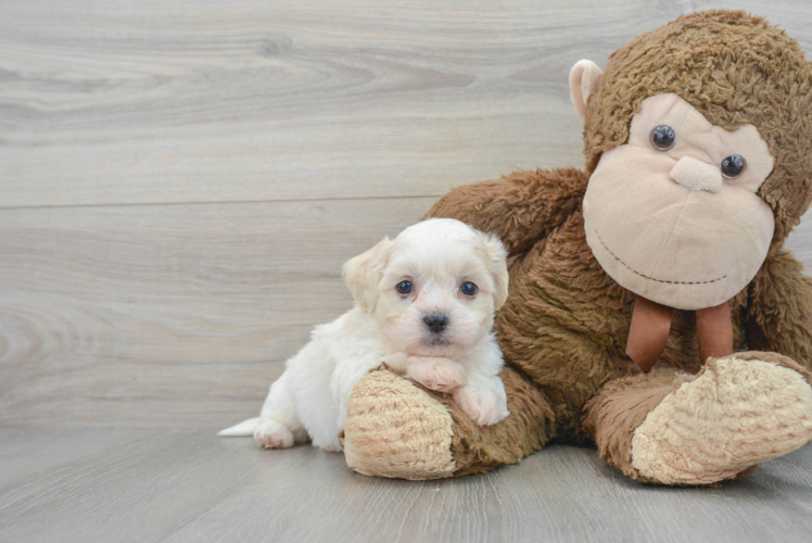 Teddy Bear Pup Being Cute