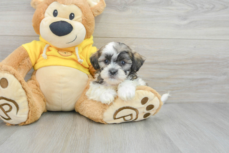 Meet Xeno - our Teddy Bear Puppy Photo 1/3 - Puppy Love PR Teddy Bear Pup Being Cute