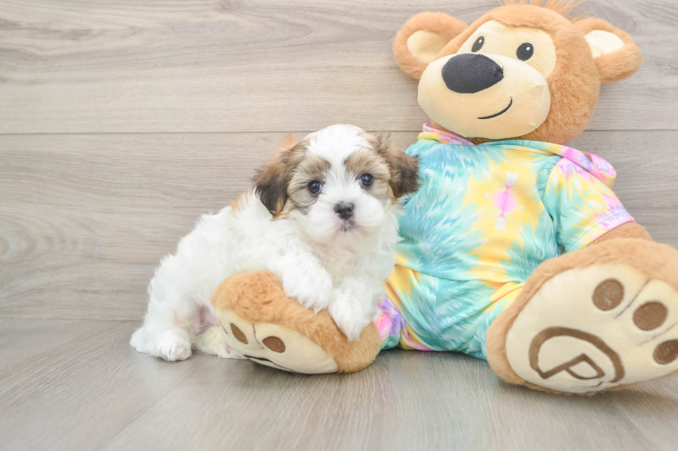 Teddy Bear Puppy for Adoption