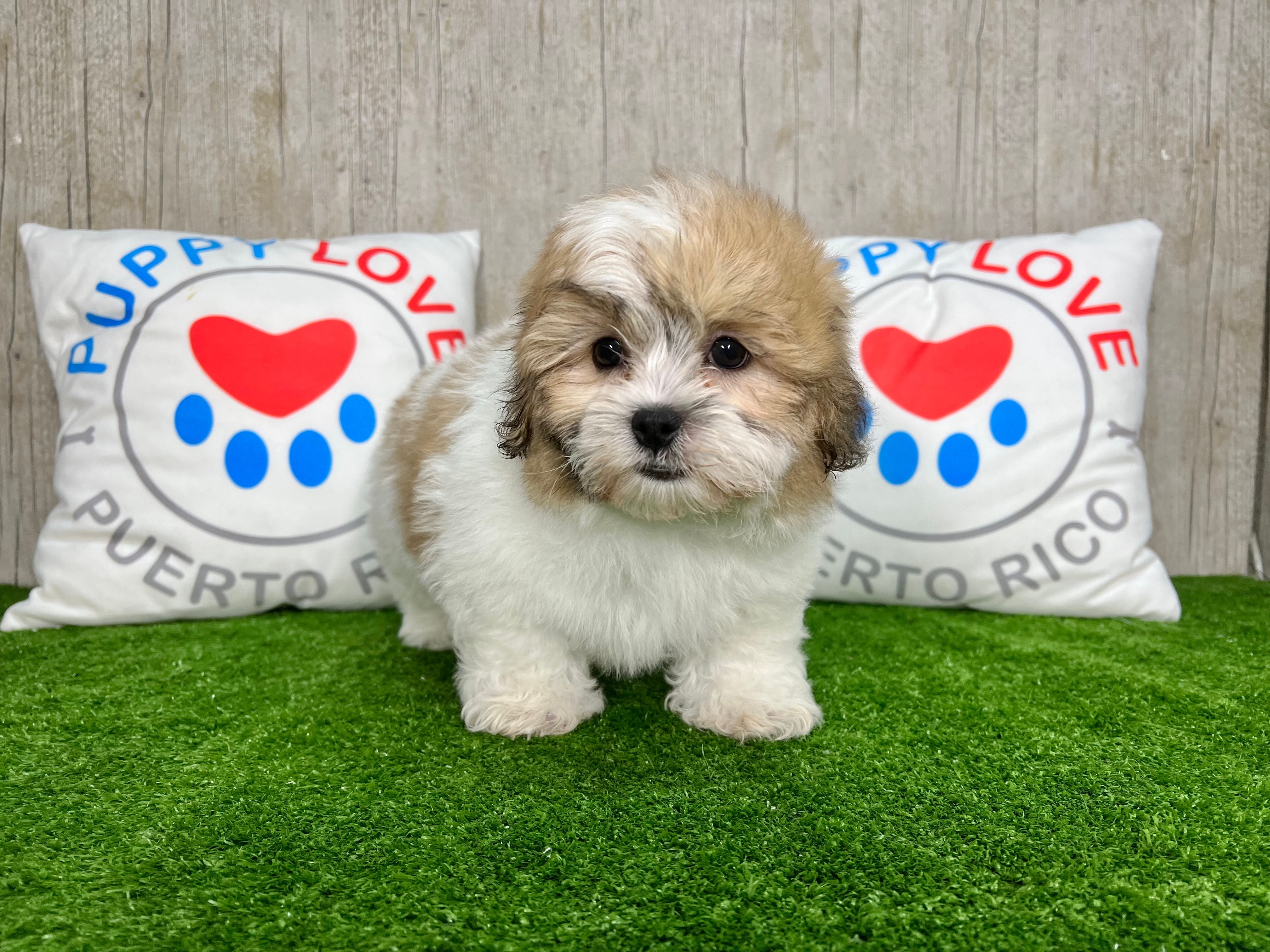 Cute Shit Designer Puppy