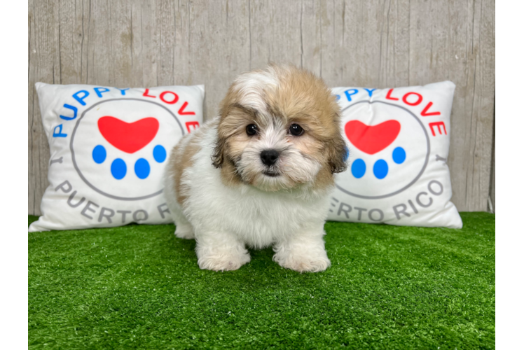 Meet Xeno - our Teddy Bear Puppy Photo 1/4 - Puppy Love PR Cute Shit Designer Puppy