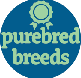 Purebred Breeds Puppies For Sale - Puppy Love PR