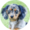 Mini Doxiedoodle Puppy For Sale - Puppy Love PR Mini Doxiedoodle Puppy For Sale - Puppy Love PR