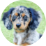 Mini Doxiedoodle Puppies For Sale - Puppy Love PR Mini Doxiedoodle Puppies For Sale - Puppy Love PR