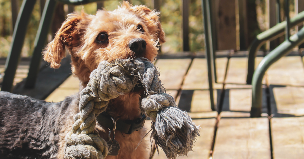 are yorkie bichons hypoallergenic