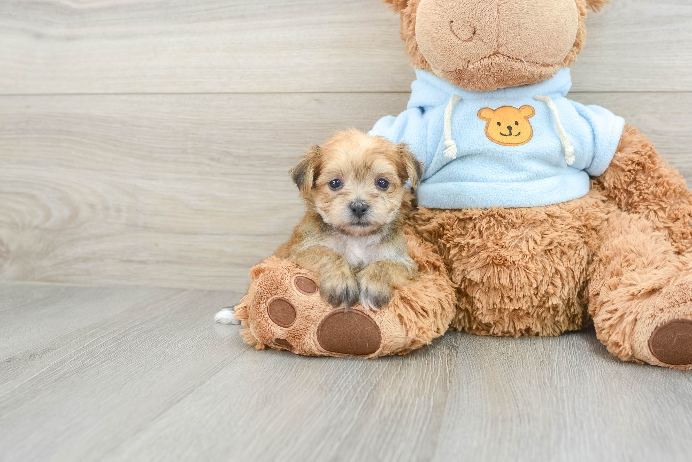 Yorkie Chon Pup Being Cute