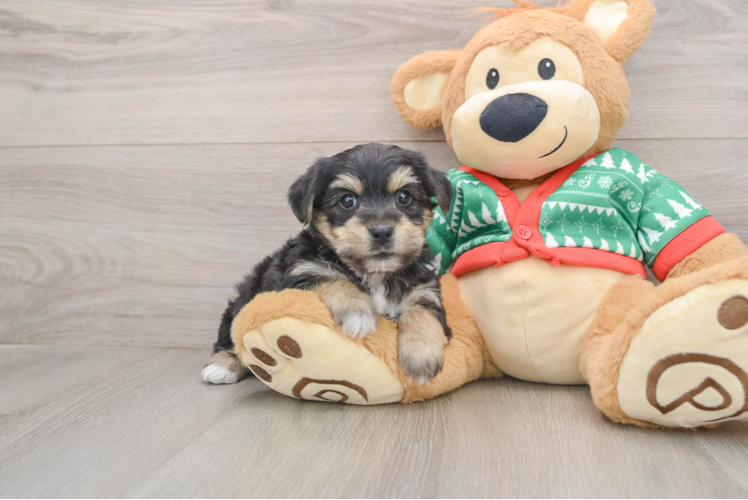 Smart Yorkie Chon Designer Pup