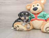 5 week old Yorkie Chon Puppy For Sale - Puppy Love PR