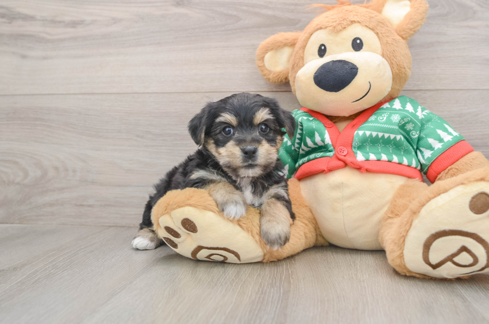 5 week old Yorkie Chon Puppy For Sale - Puppy Love PR