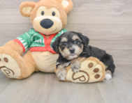 5 week old Yorkie Chon Puppy For Sale - Puppy Love PR