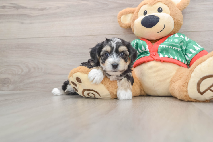 Best Yorkie Chon Baby