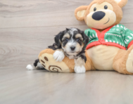 5 week old Yorkie Chon Puppy For Sale - Puppy Love PR