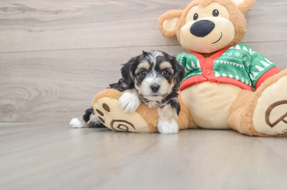 5 week old Yorkie Chon Puppy For Sale - Puppy Love PR