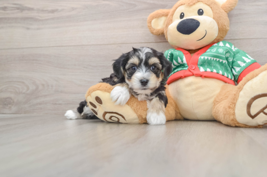 Best Yorkie Chon Baby