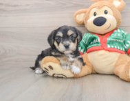 5 week old Yorkie Chon Puppy For Sale - Puppy Love PR
