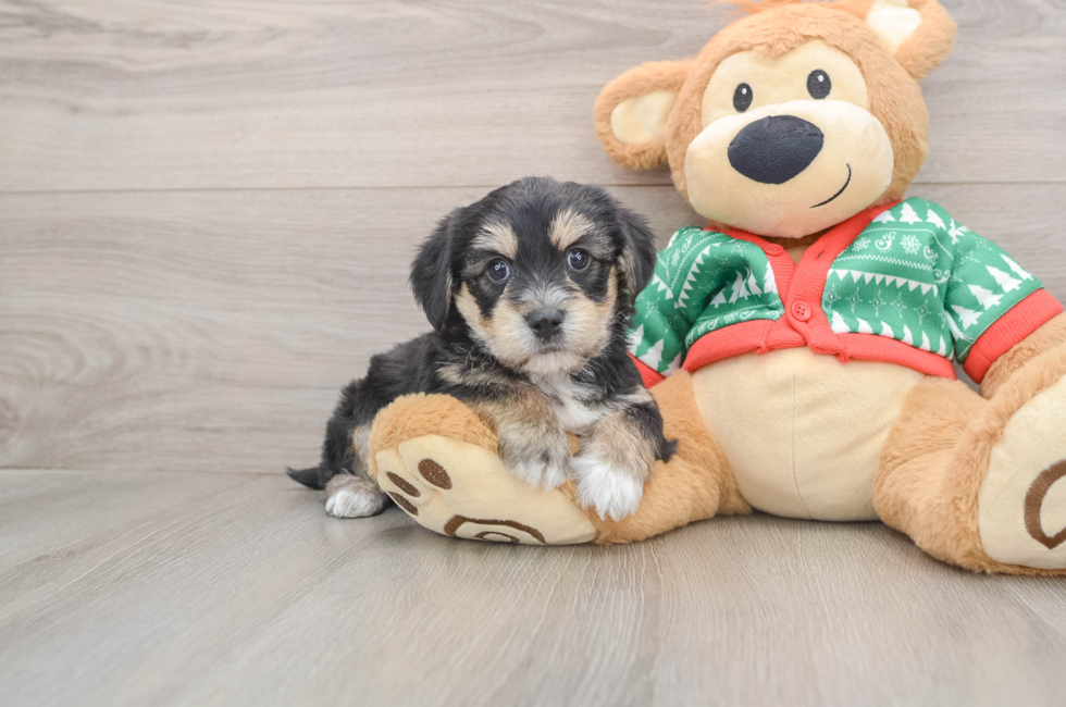 5 week old Yorkie Chon Puppy For Sale - Puppy Love PR