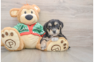 Petite Yorkie Chon Designer Pup