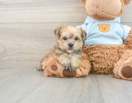 5 week old Yorkie Chon Puppy For Sale - Puppy Love PR