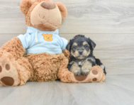 5 week old Yorkie Chon Puppy For Sale - Puppy Love PR