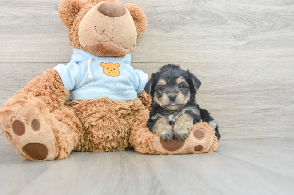 5 week old Yorkie Chon Puppy For Sale - Puppy Love PR