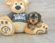 6 week old Yorkie Chon Puppy For Sale - Puppy Love PR