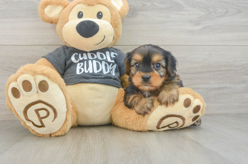 7 week old Yorkie Chon Puppy For Sale - Puppy Love PR