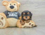 6 week old Yorkie Chon Puppy For Sale - Puppy Love PR