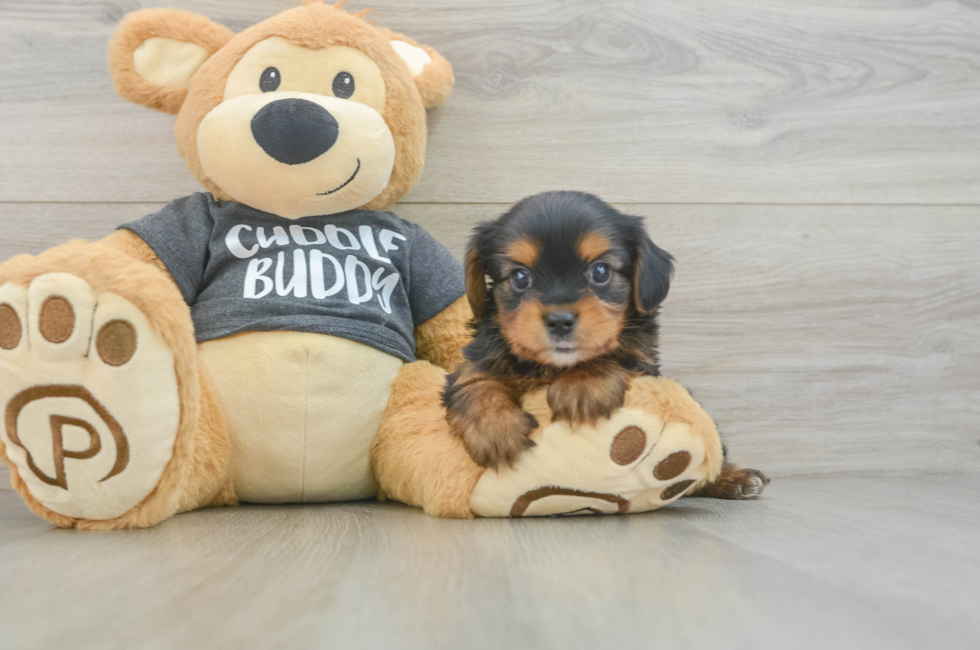 7 week old Yorkie Chon Puppy For Sale - Puppy Love PR