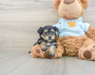 5 week old Yorkie Chon Puppy For Sale - Puppy Love PR